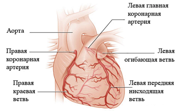 Венечные артерии сердца