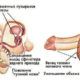 Копулятивная функция