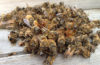 Применение пчелиного подмора в народной медицине