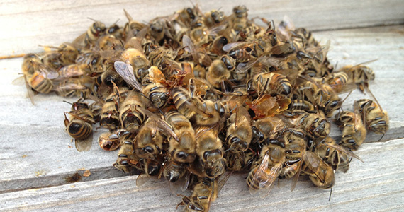 Применение пчелиного подмора в народной медицине